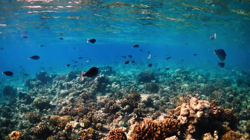Sunlight streams through the clear blue water illuminating a vibrant coral reef teeming with tropical fish