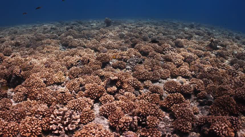 A wide, static underwater shot captures an endless field of hard coral on the ocean floor as small fish swim peacefully in the deep blue sea
