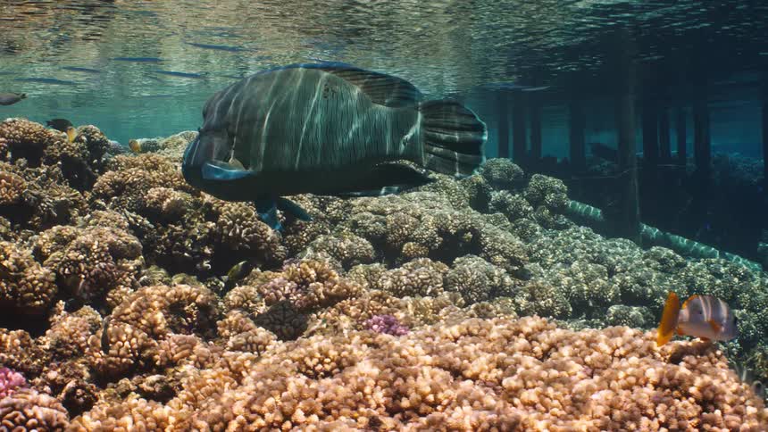 A majestic Napoleon Wrasse and other colorful fish swim peacefully over a vibrant coral reef under a pier