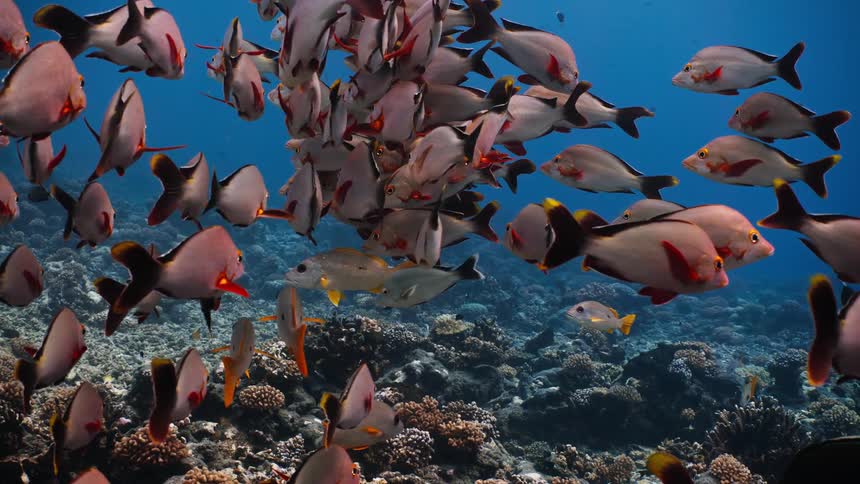 A large school of paddle-tail snappers swims slowly over a vibrant coral reef in the deep blue ocean