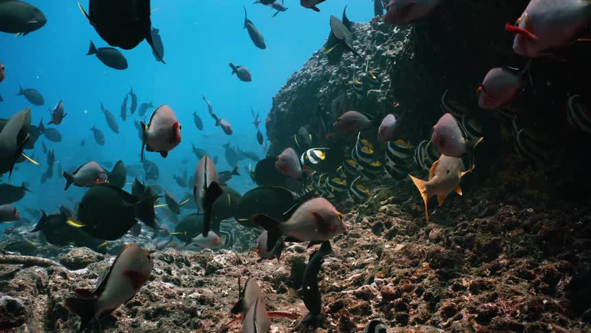 A vibrant school of diverse tropical fish, including Moorish Idols, swims slowly over a rocky ocean floor