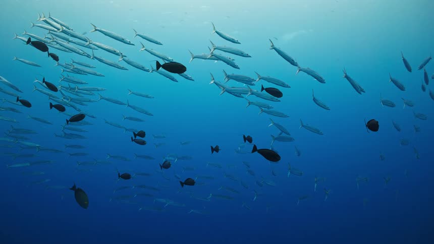 A mesmerizing school of barracuda hovers peacefully in the vast blue expanse of the open ocean, with sunlight filtering from above