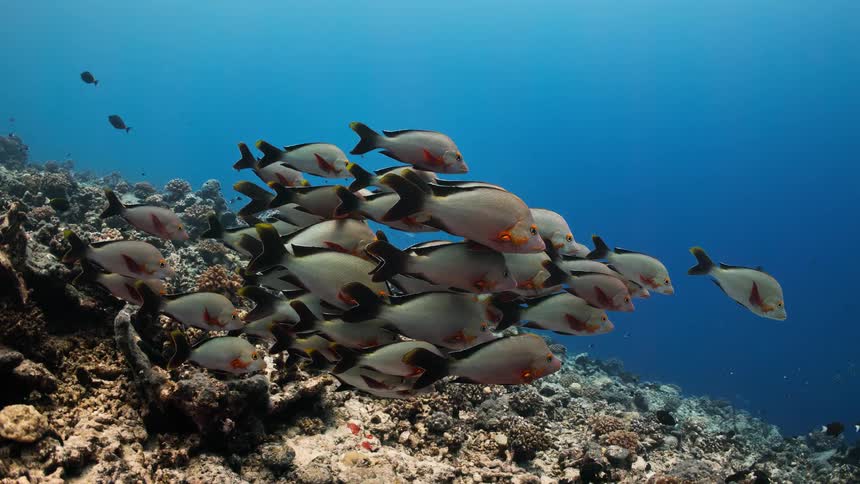 A tranquil school of red-lipped morwong fish hovers over a coral reef in the deep blue ocean