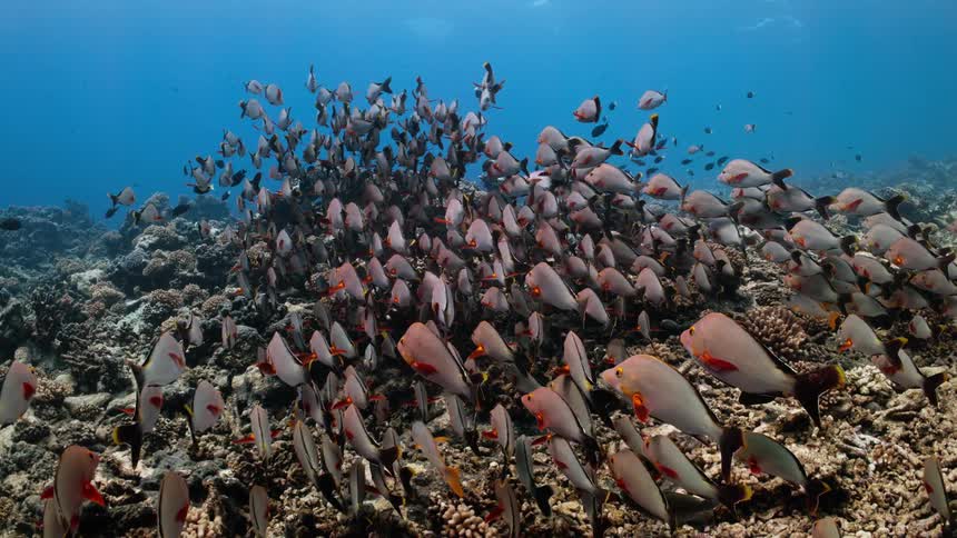A massive school of paddletail snapper fish hovers peacefully over a vibrant coral reef in the deep blue ocean