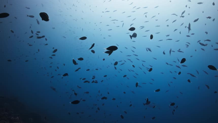 A massive school of silhouetted fish swim peacefully through the vast, deep blue ocean
