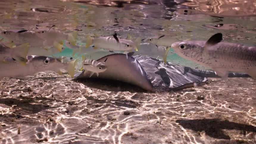A stingray stirs up the sandy bottom while a school of small fish feeds on the debris in the shallow, sunlit water