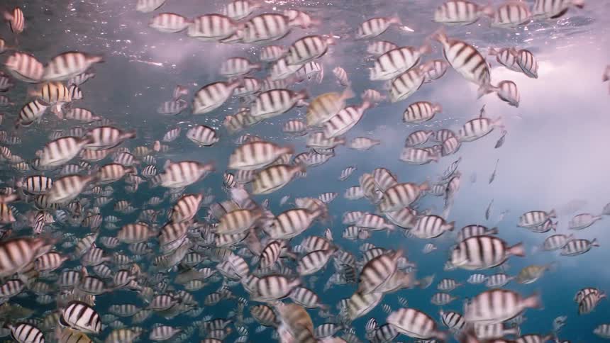 A massive school of striped Sergeant Major fish swim in unison over a vibrant and colorful coral reef