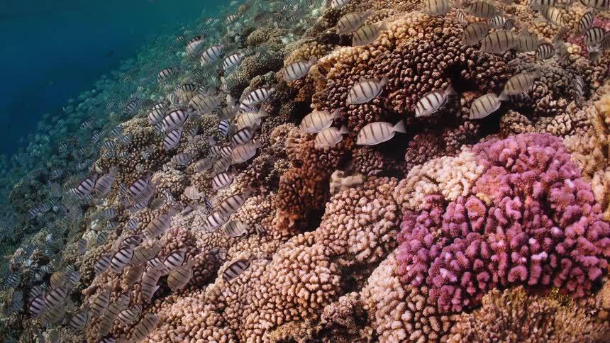 A massive school of striped convict tangs swim over a vibrant and colorful coral reef