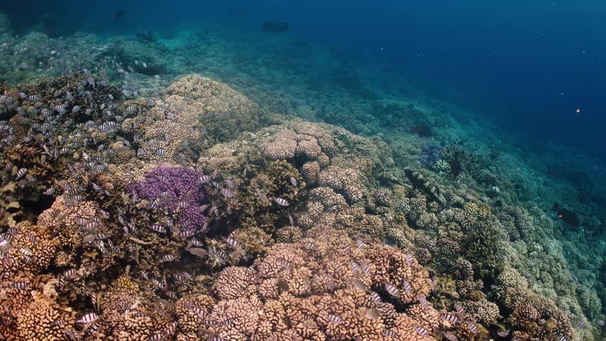 A vast and colorful coral reef ecosystem teems with schools of striped fish swimming in the deep blue ocean