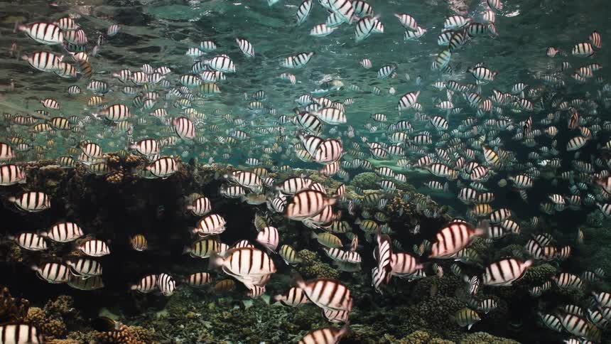 An immense school of striped Sergeant Major fish swims over a shallow coral reef as a trumpetfish, pink whipray, and blacktip reef shark appear in the vibrant underwater scene