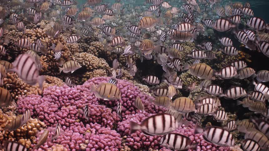A massive school of striped convict tangs swim gracefully over a vibrant pink and orange coral reef in the shallow, clear ocean