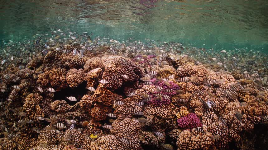 A massive school of striped Indo-Pacific sergeant fish swims over a vibrant and colorful shallow coral reef