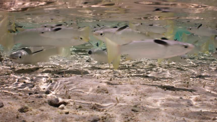 A school of mullet fish swims in shallow clear water over a sandy bottom as juvenile lemon sharks pass through