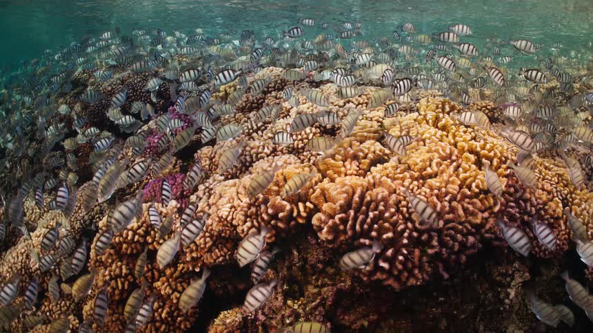 A large Napoleon Wrasse peacefully swims through a bustling coral reef teeming with a massive school of striped fish in clear, shallow tropical waters