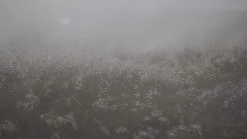 A field of dewy grass and wildflowers is slowly enveloped by a thick, mysterious morning fog