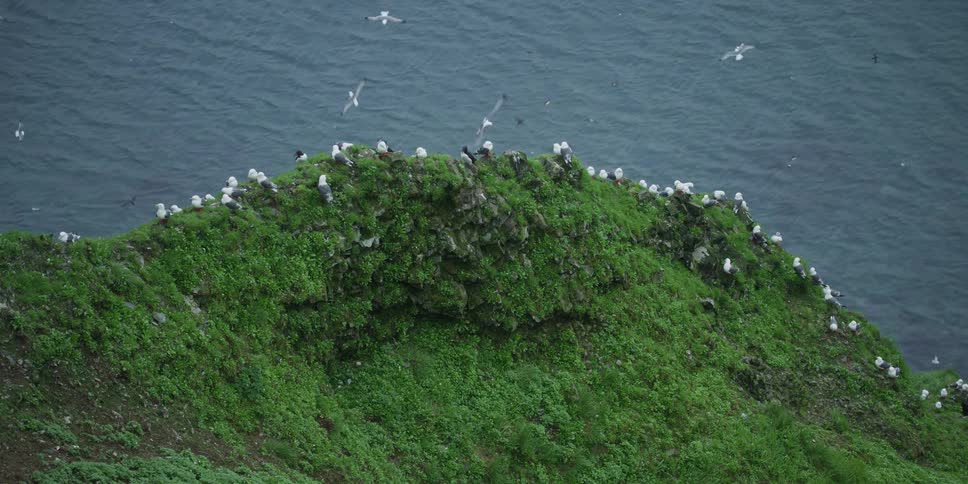 A bustling colony of seabirds congregates and flies over a lush green cliffside above the ocean