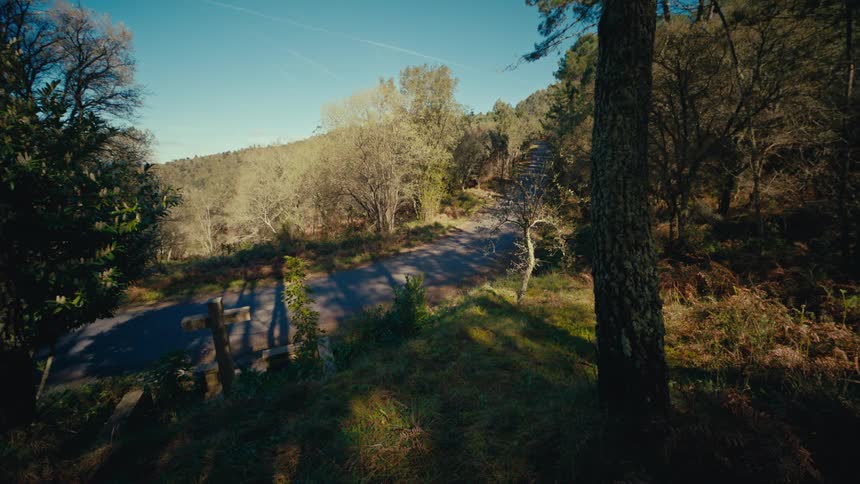 A cyclist rides down a quiet, tree-lined country road on a sunny day