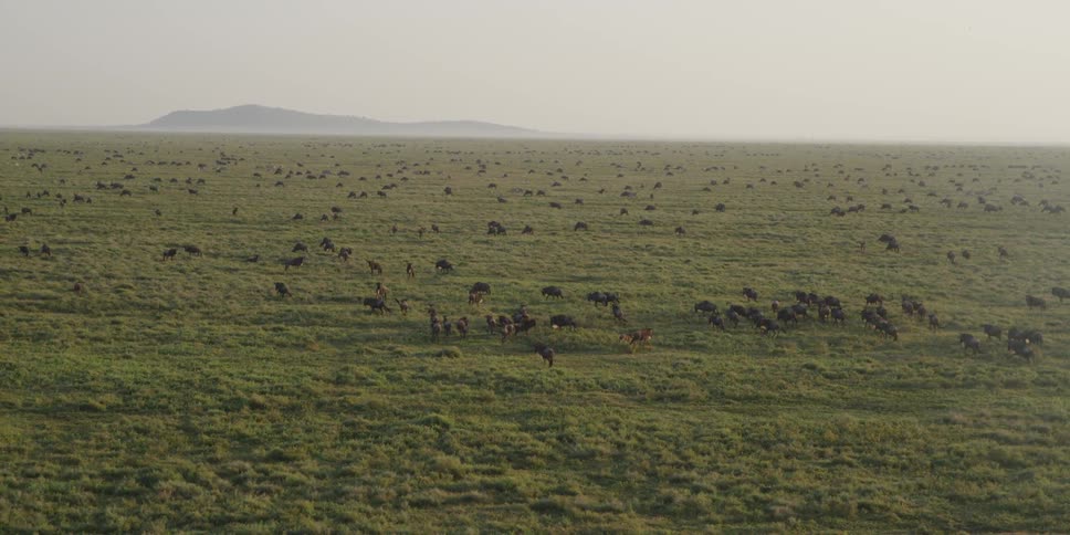 A herd of animals spread out over a large field