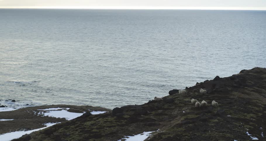 A flock of sheep rests on a rugged, snowy Icelandic coastline overlooking the vast, calm ocean