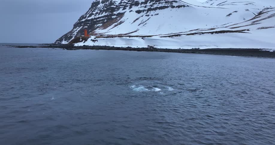 A pod of orcas hunt together in the cold waters of an Icelandic fjord with a snowy mountain range and a lighthouse in the background