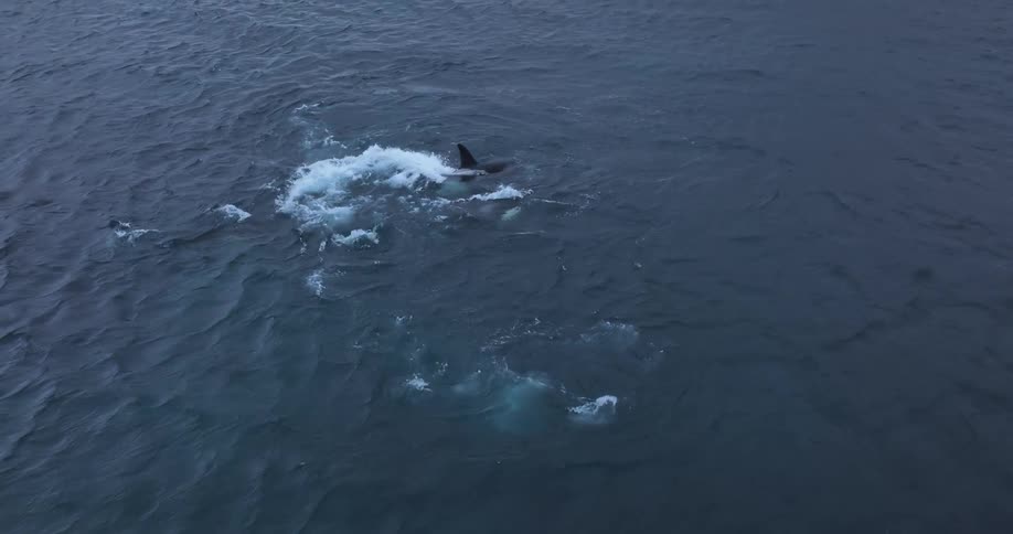 A dramatic aerial view shows a pod of orcas hunting a seal in the cold, dark waters of the open ocean