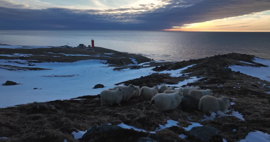 A flock of sheep stand on a snowy coastal hill in Iceland at sunset with a red lighthouse in the distance