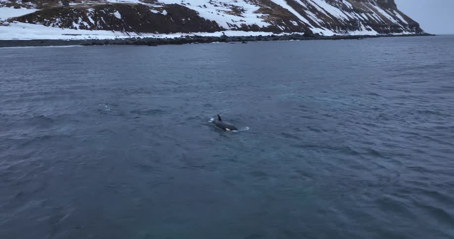 An orca swims and spouts water in the cold ocean by a snowy, rocky shoreline