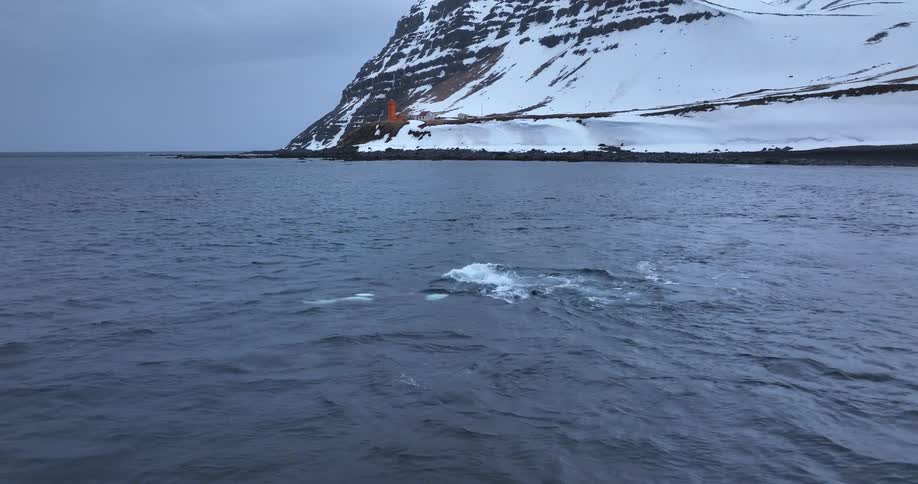A pod of orcas surfaces and swims in the cold ocean waters alongside a snowy mountain coastline