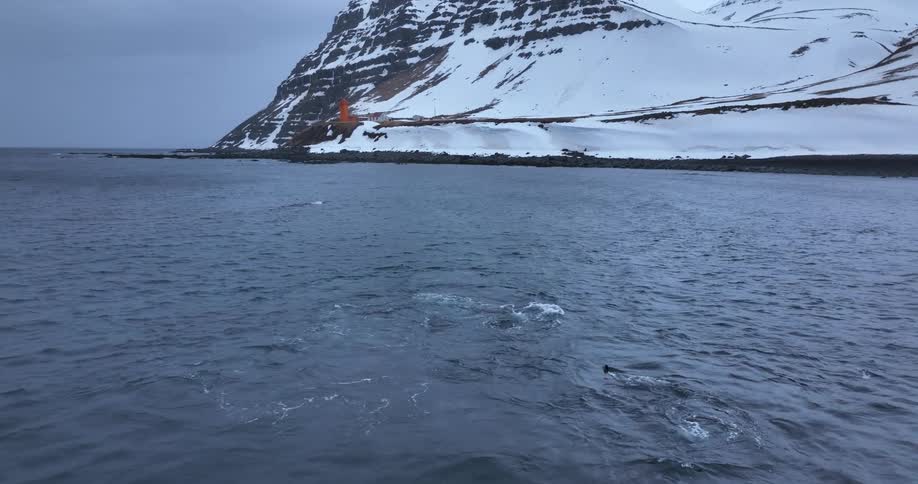 An aerial view captures a pod of orcas swimming and hunting in the cold ocean waters off the coast of a snowy Icelandic mountain