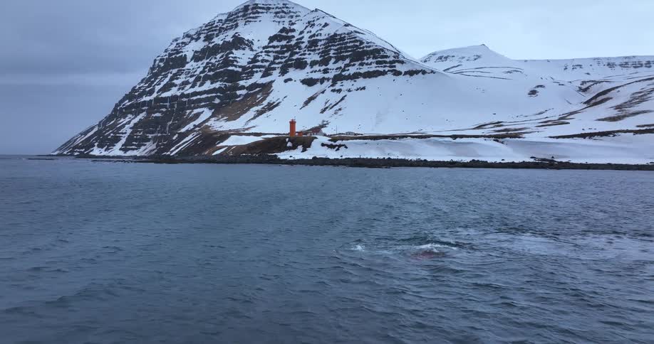 A pod of orcas, or killer whales, hunts in the cold arctic waters of Iceland, leaving a trail of blood after a kill near a snowy coastline