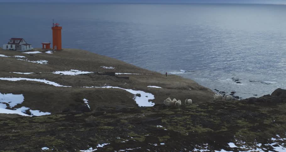 A panning shot reveals an orange lighthouse and grazing sheep on a remote, snowy Icelandic coastline overlooking the vast ocean