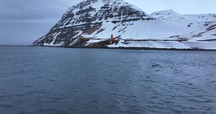 A pod of orcas swims in the cold ocean waters of a wintery fjord with a snowy mountain and a red lighthouse in the background