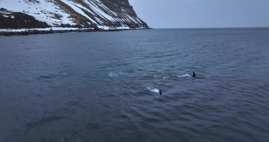 Slow motion aerial of an orca pod swimming in the cold arctic ocean along a snowy Icelandic coast