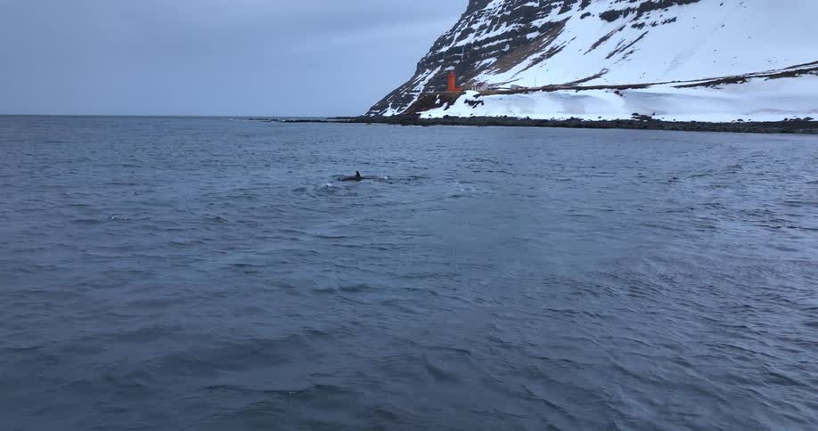 A pod of orcas swims in a cold fjord along a snowy coastline, with one whale making a dramatic splash with its tail