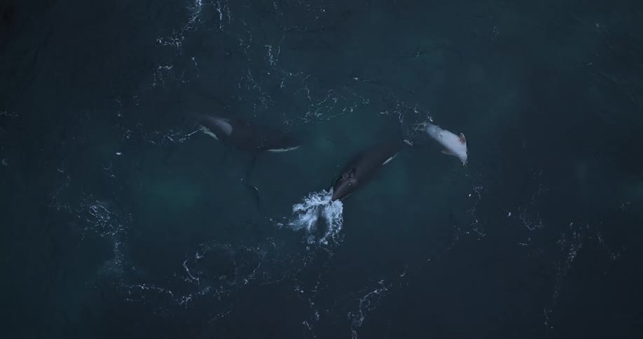 A dramatic top-down aerial view of a pod of orcas hunting and killing a dolphin in the deep, dark ocean