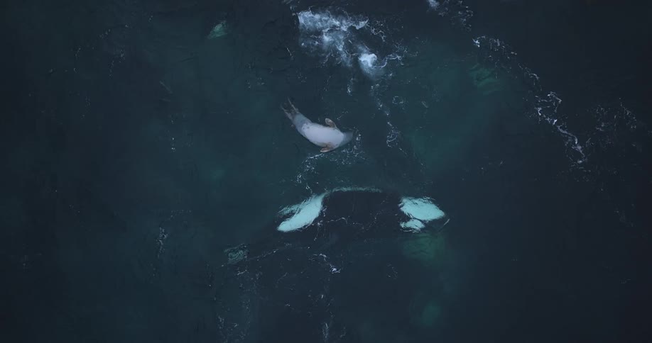 Incredible aerial top-down slow-motion footage shows an orca delivering a powerful tail slap to a seal while hunting