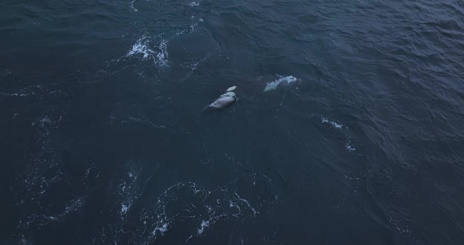Captivating aerial view of an orca pod swimming in the deep blue ocean, featuring a mother and her rare white calf