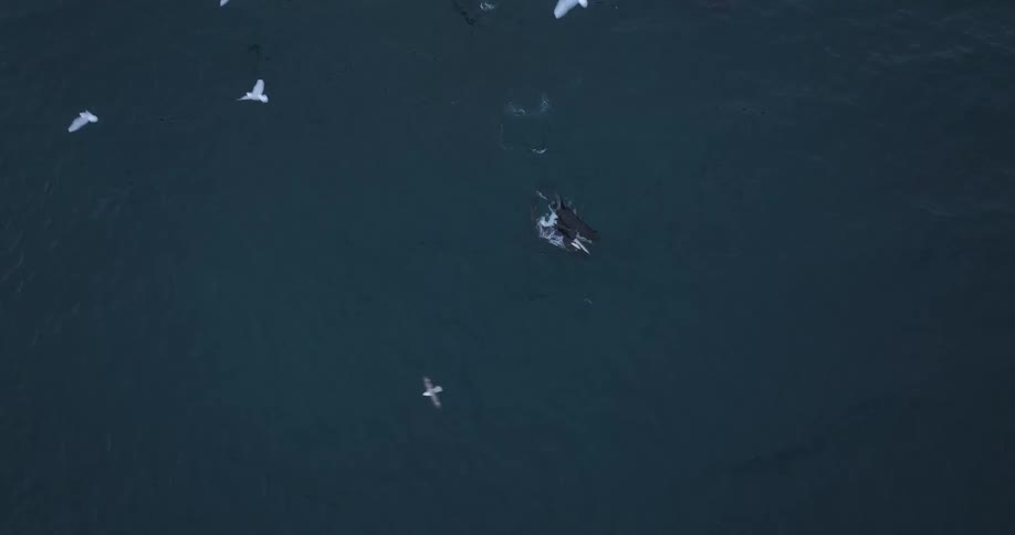 Dramatic top-down aerial footage captures a pod of orca killer whales hunting and feeding in the open ocean as seagulls circle above