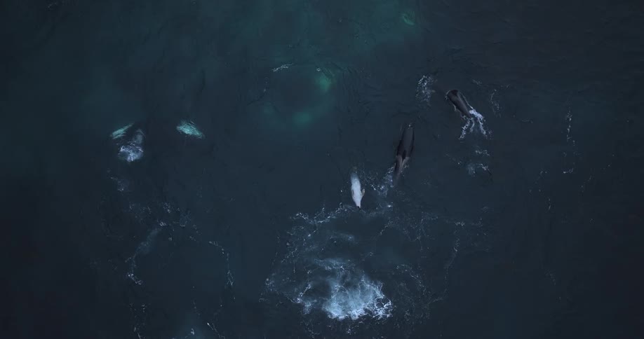 Dramatic aerial top-down view of a pod of orcas hunting beluga whales in the deep, dark ocean