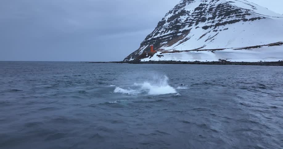A pod of orcas playfully surfaces and splashes water in the cold ocean near a snowy Icelandic coastline