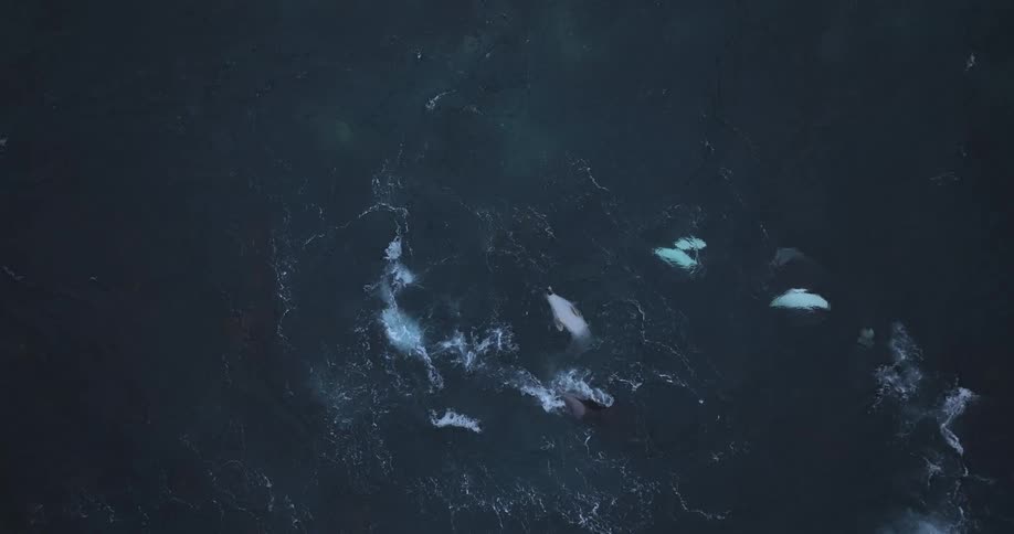 A dramatic top-down aerial shot captures a pod of orcas and beluga whales swimming and interacting in the deep, dark ocean