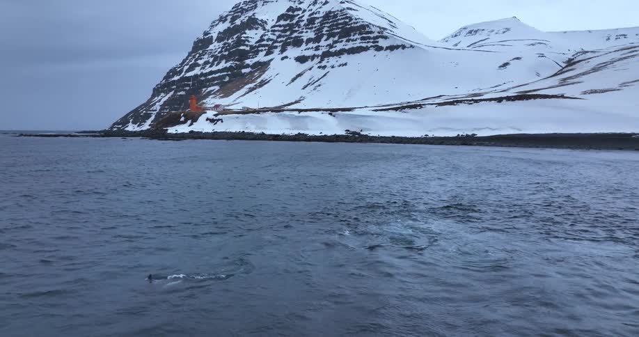 A pod of orcas swims and plays together in the frigid arctic ocean next to a snowy mountain coastline