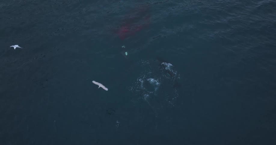 An aerial top-down view captures a pod of orcas swimming in the deep ocean after a successful hunt, with blood coloring the water and seabirds circling above