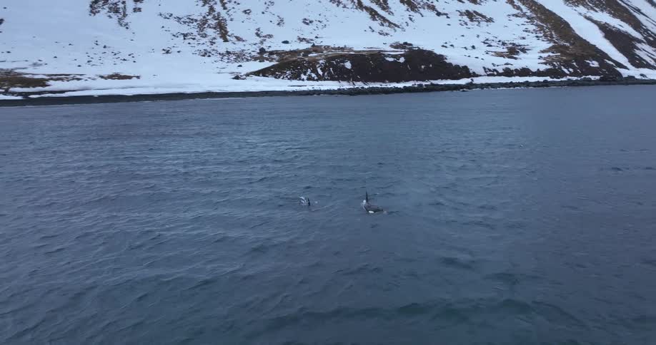 A majestic pod of orcas, including a calf, swims through the cold arctic waters beside a snow-covered mountain coastline