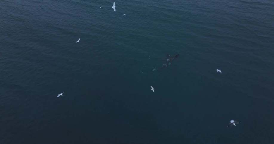 An aerial top-down view shows a pod of orca killer whales swimming gracefully in the deep blue sea as seagulls fly above