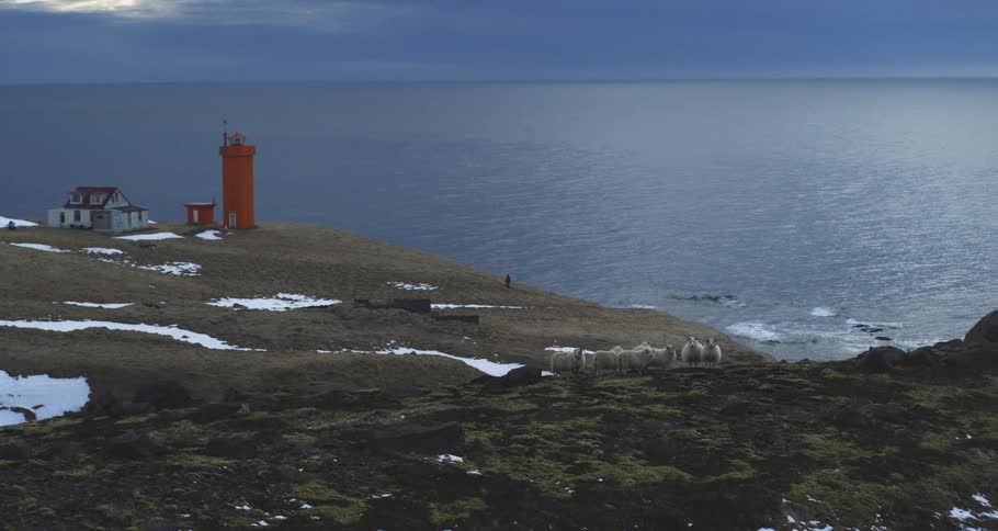 A bright orange lighthouse overlooks the ocean on a snowy Icelandic coastline as a flock of sheep stands watch