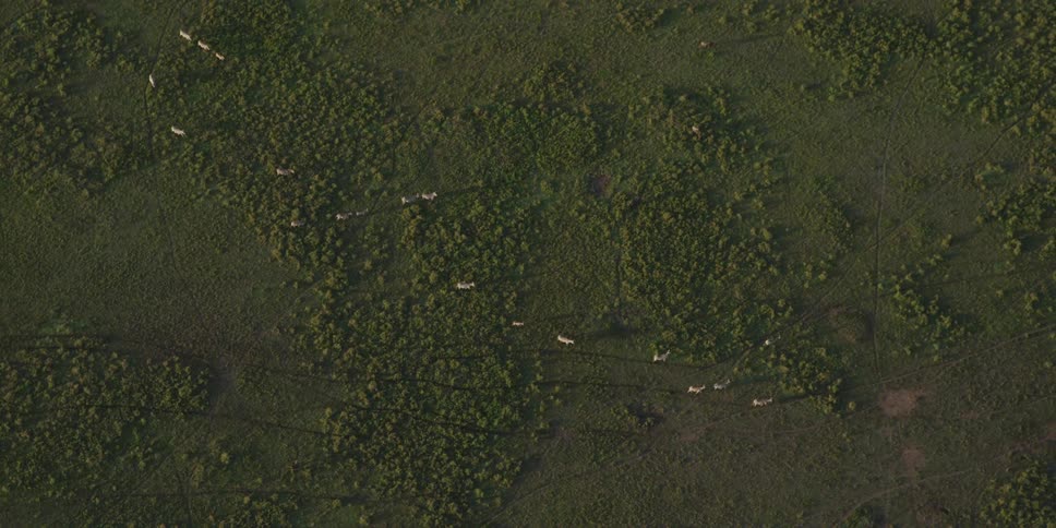 Animals walk in lines across the land
