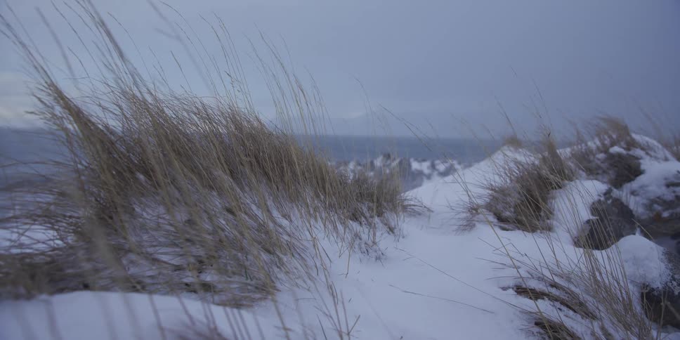 Slow push-in on dry grass blowing in the wind on a snow-covered coastline on a cold winter day