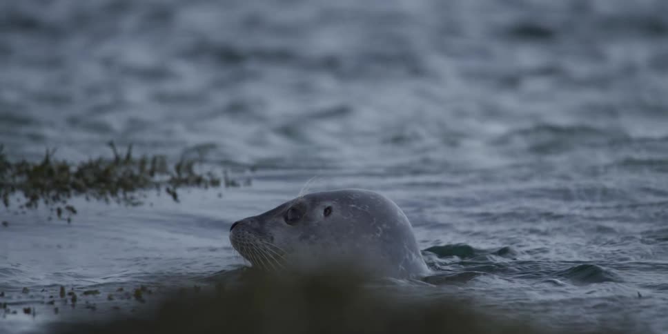 Slow motion close-up of a wild seal's head bobbing in the gentle waves of the ocean
