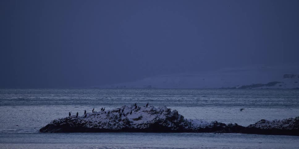 A flock of seabirds stands on a snow-covered islet in a frigid ocean landscape at dusk